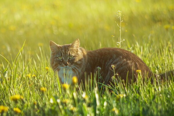 Gato rojo en la hierba con flores