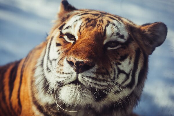 Der Blick eines Raubtiers. Amur-Tiger