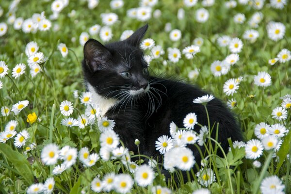 Черно - белый котенок в ромашках