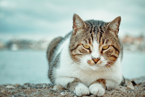 Огромный кот лежит на камнях