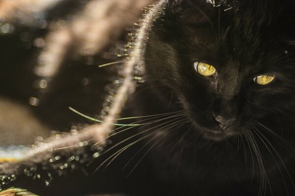 Beau regard de chat noir