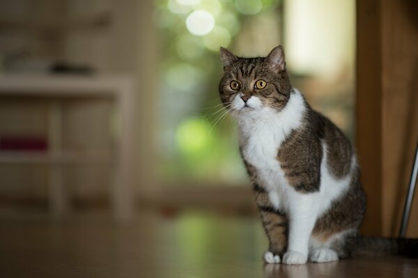 A beautiful cat is sitting posing for a portrait