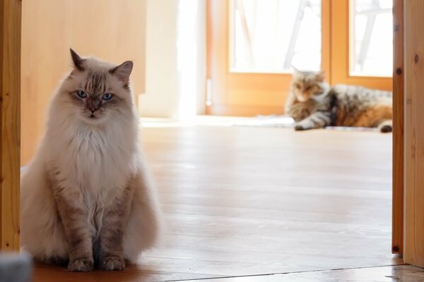 Two cats are lying on the floor