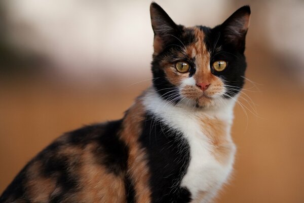 Chat multicolore avec des yeux jaunes