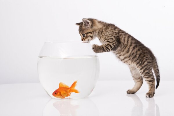 Gattino con acquario con pesce rosso su sfondo bianco