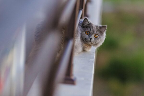 Il muso di un gatto con gli occhi rossi fa capolino da sotto la recinzione