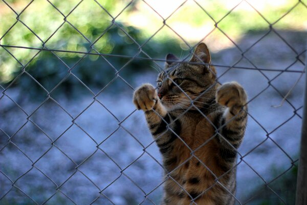 The cat is behind bars. Mustachioed lawbreaker