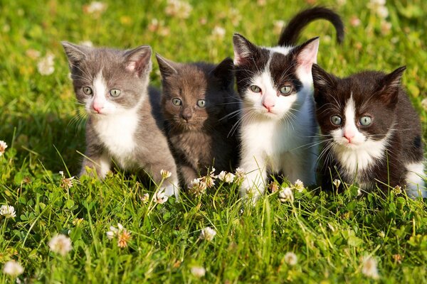 Four kittens on a walk on the lawn