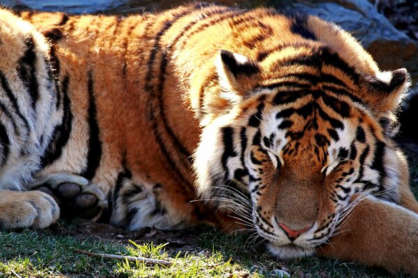 Tigre addormentata in una radura soleggiata