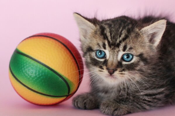 A kitten with a ball toy