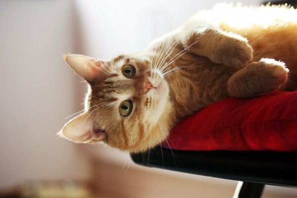 Рыжий кот на подушу лег