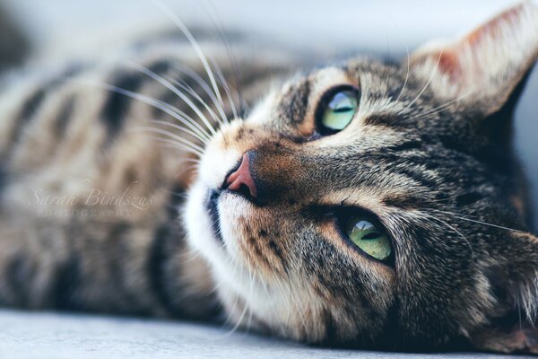 De ojos verdes a rayas gato hocico en el marco