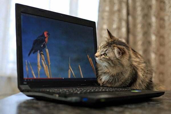 Die Katze schaut auf das unerreichbare Opfer