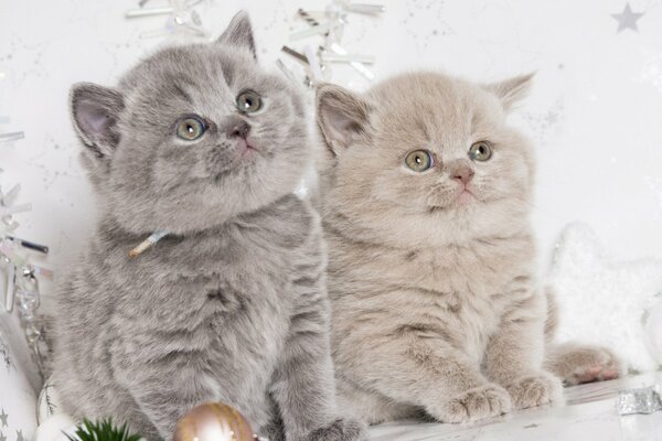 Cuties gemelos en el fondo de año nuevo