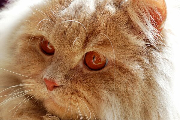 Gatto rosso con gli occhi infuocati