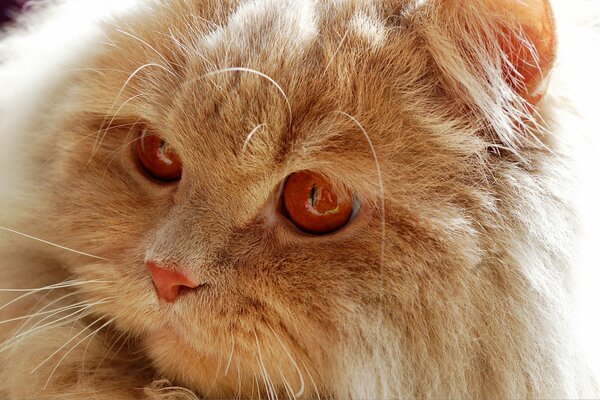 Рыжий кот с огненными глазами