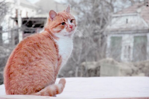 Rothaarige Katze in der Winterstadt