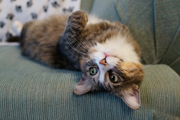 Chat domestique sur la détente