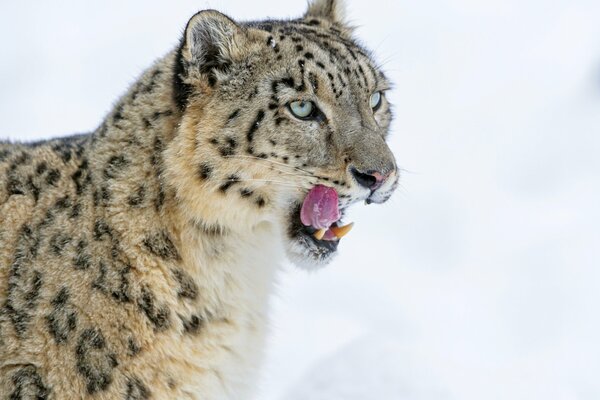 Gran gato de nieve Colmillo