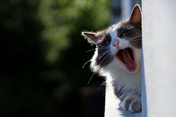 Museau d un chat bâillement sur le balcon