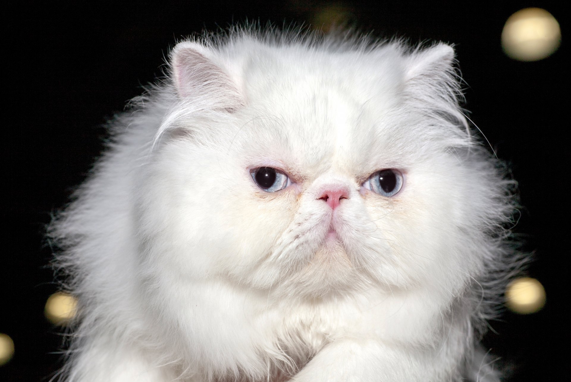 katze persisch weiß flauschig augen blick hintergrund unschärfe