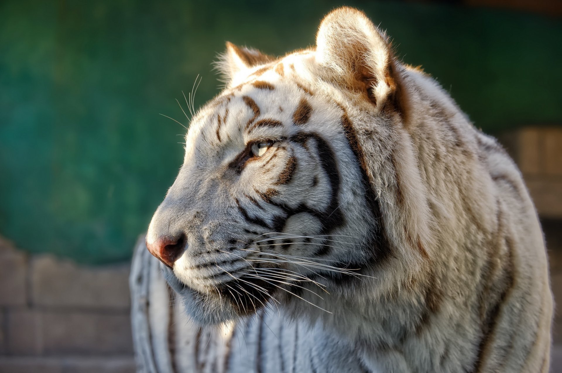 tigre blanco gato salvaje depredador hocico perfil