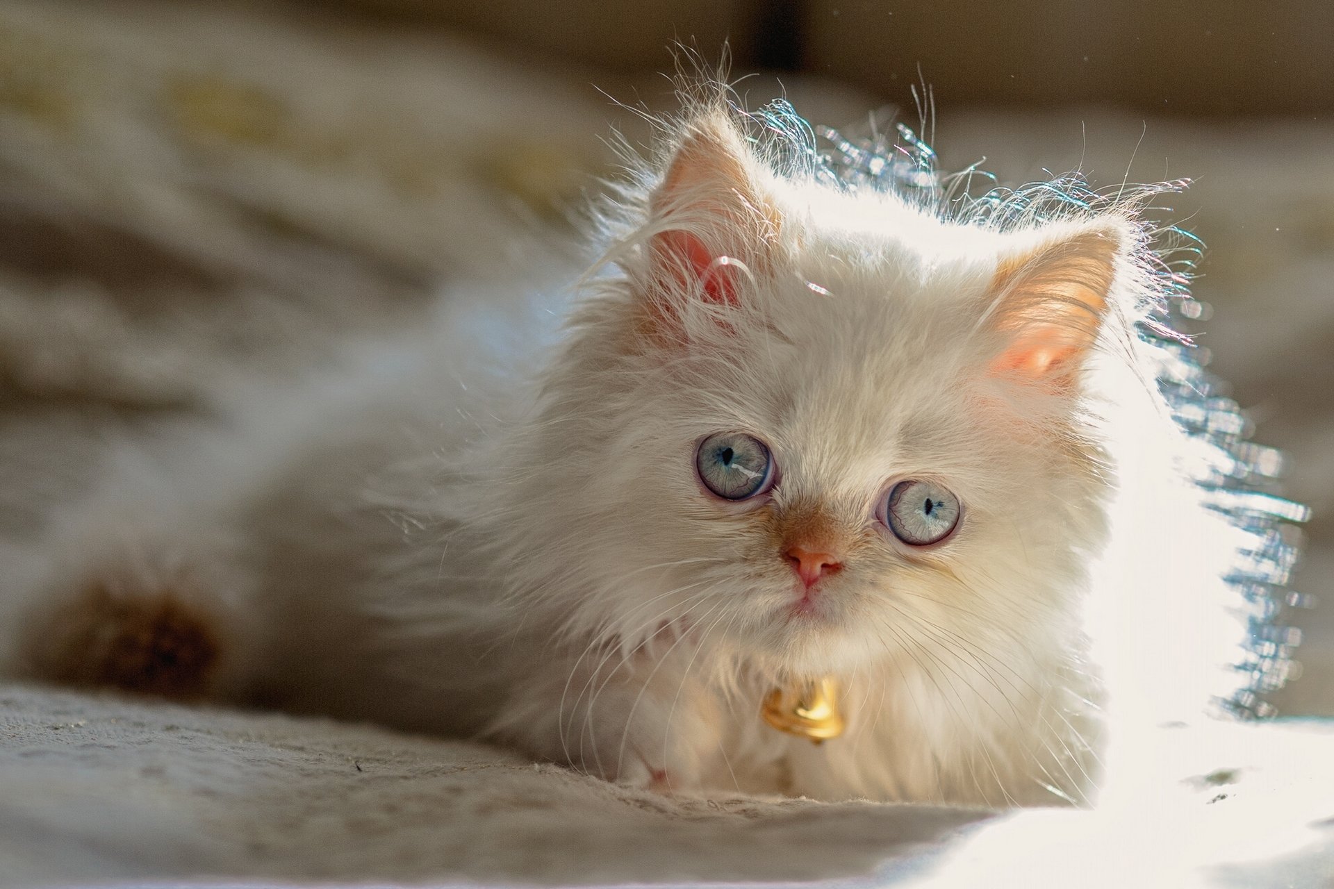 gato del himalaya punto de color persa gato ojos azules