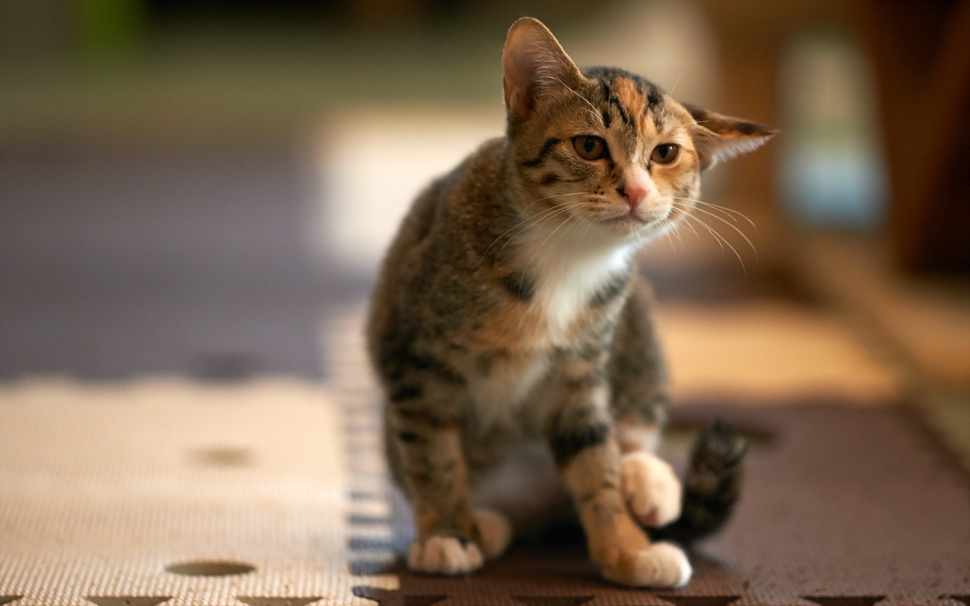 gato mirada casa