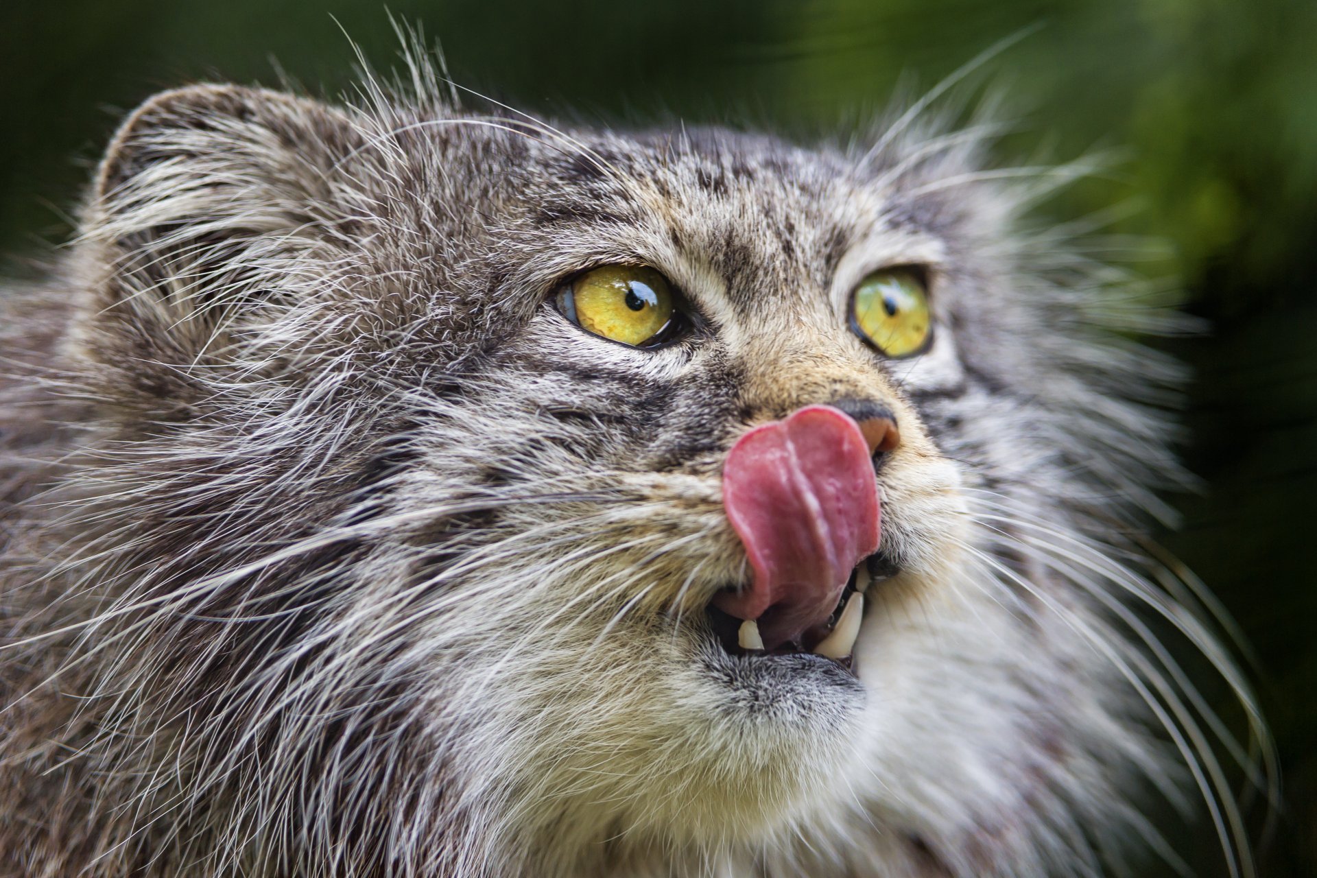 manul gato hocico lengua ©tambako the jaguar