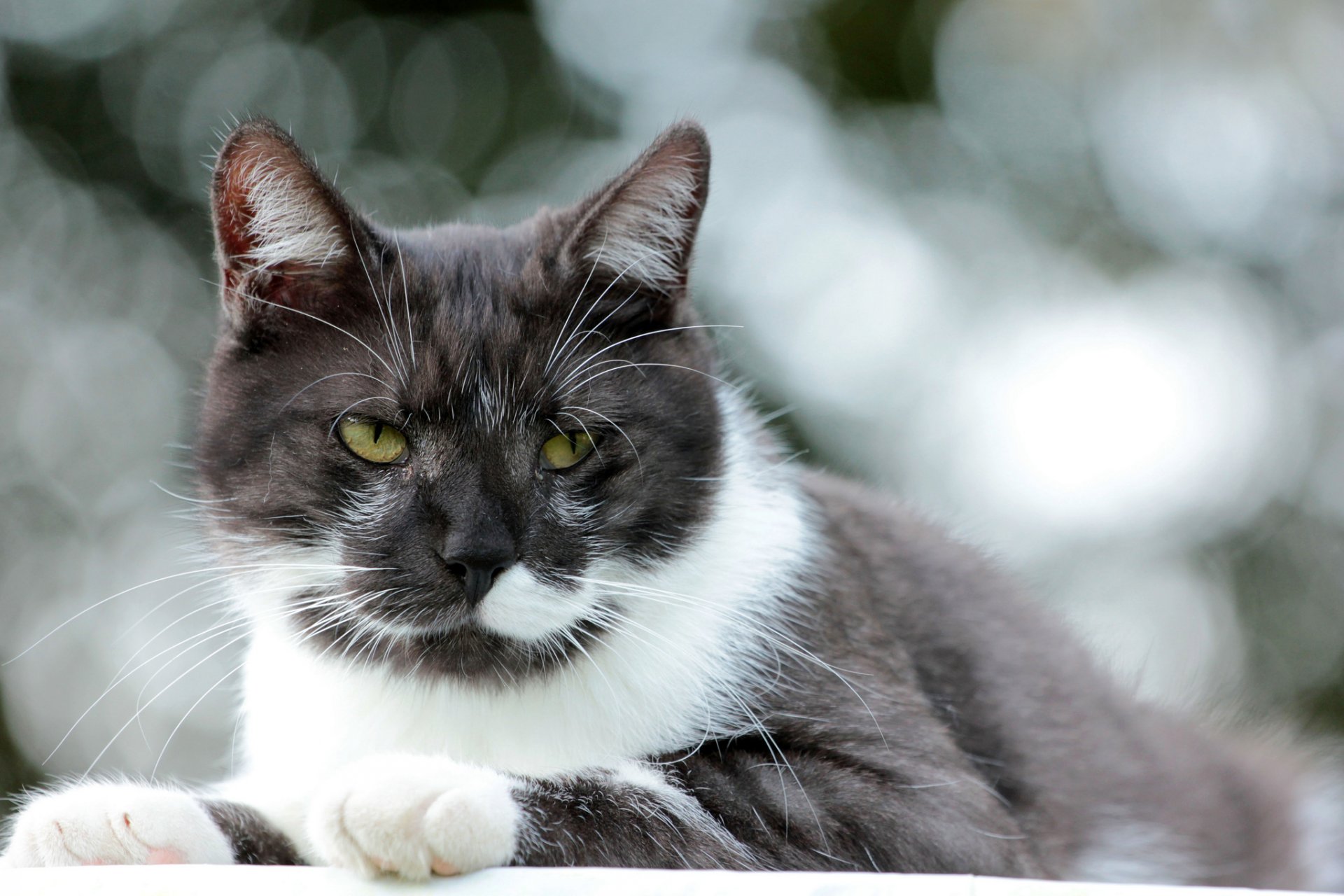 cat cat white-black look background glare