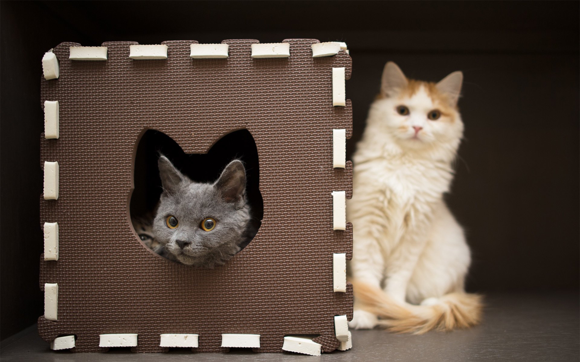 katzen haus fokus schnauze unschärfe spielen