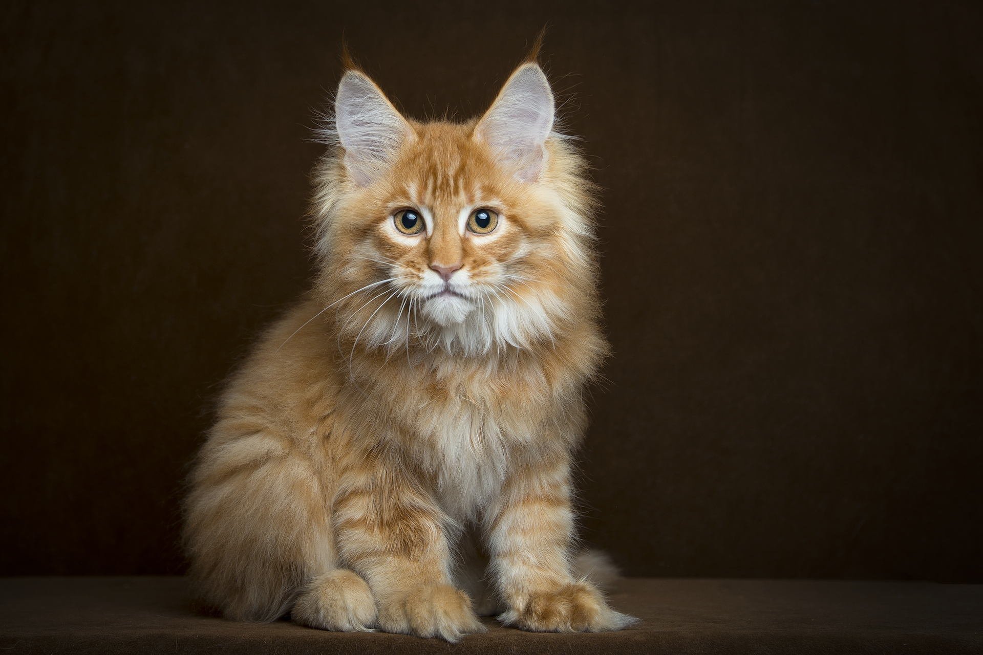 gatto maine coon rosso peloso sguardo sfondo