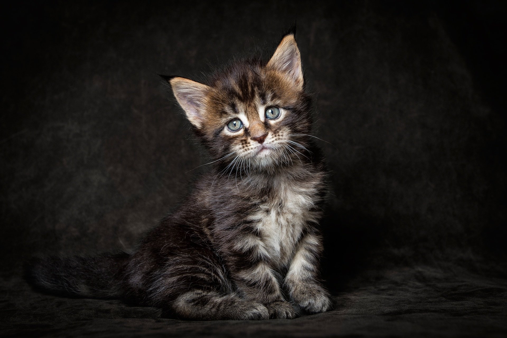 maine coon kätzchen katze blick dunkler hintergrund