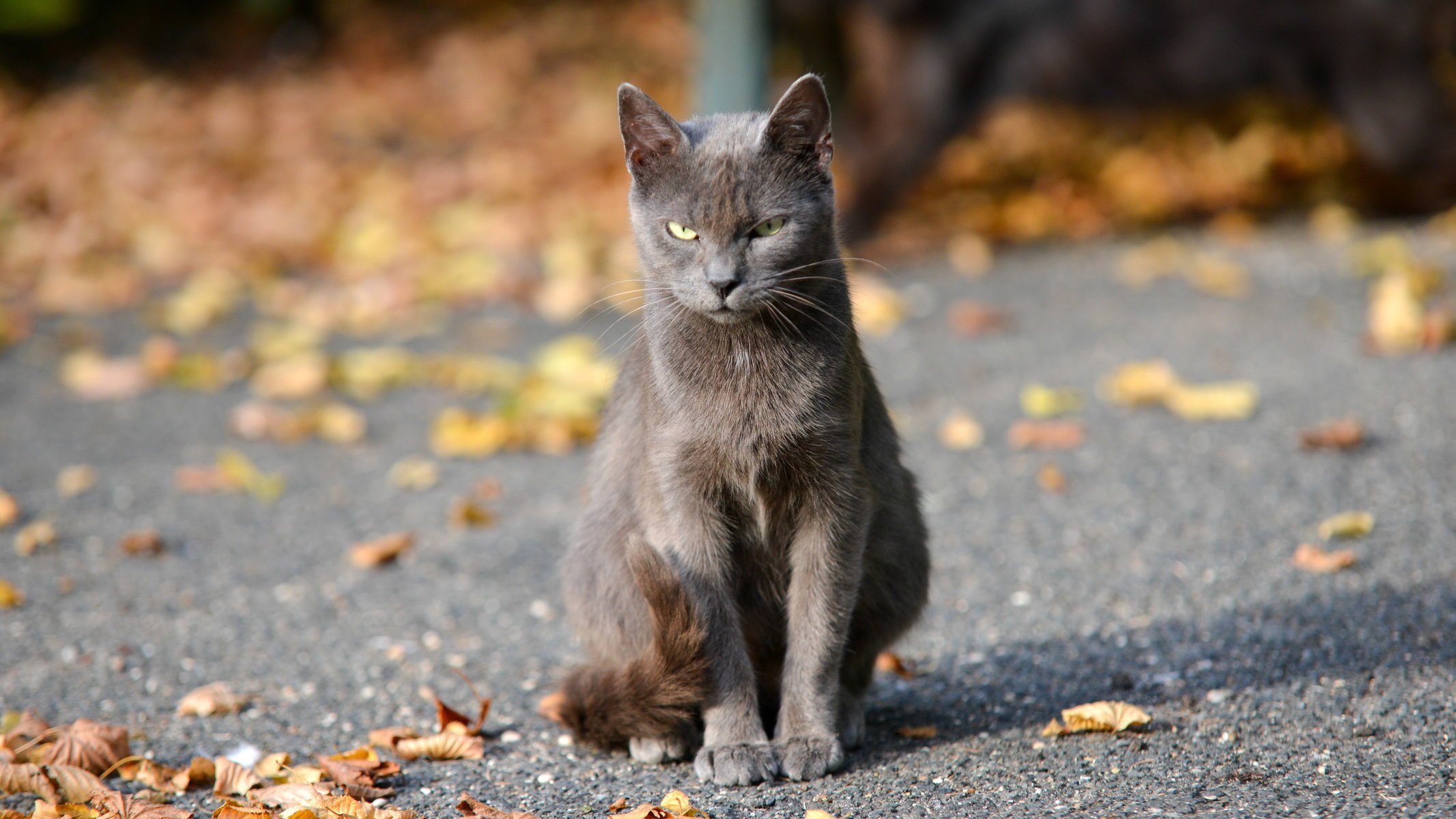 cat autumn bokeh view