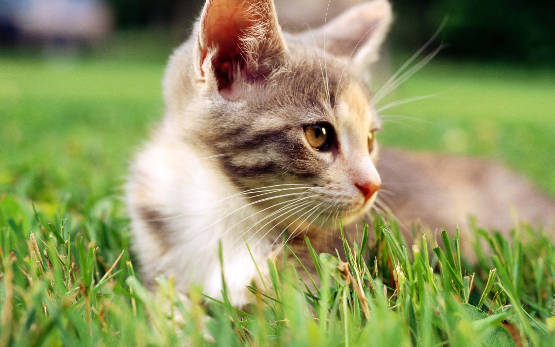 cat cat macro grass white