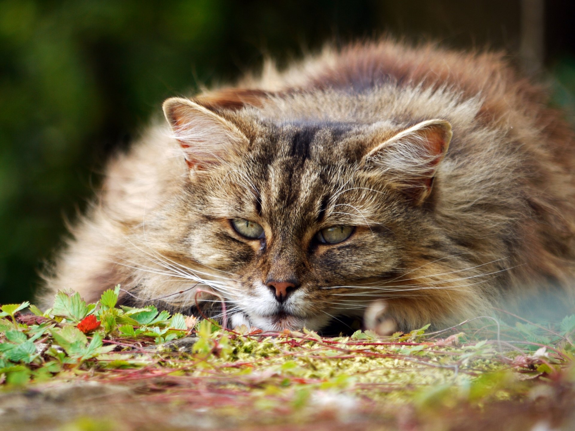 gatto importante peloso muso sguardo