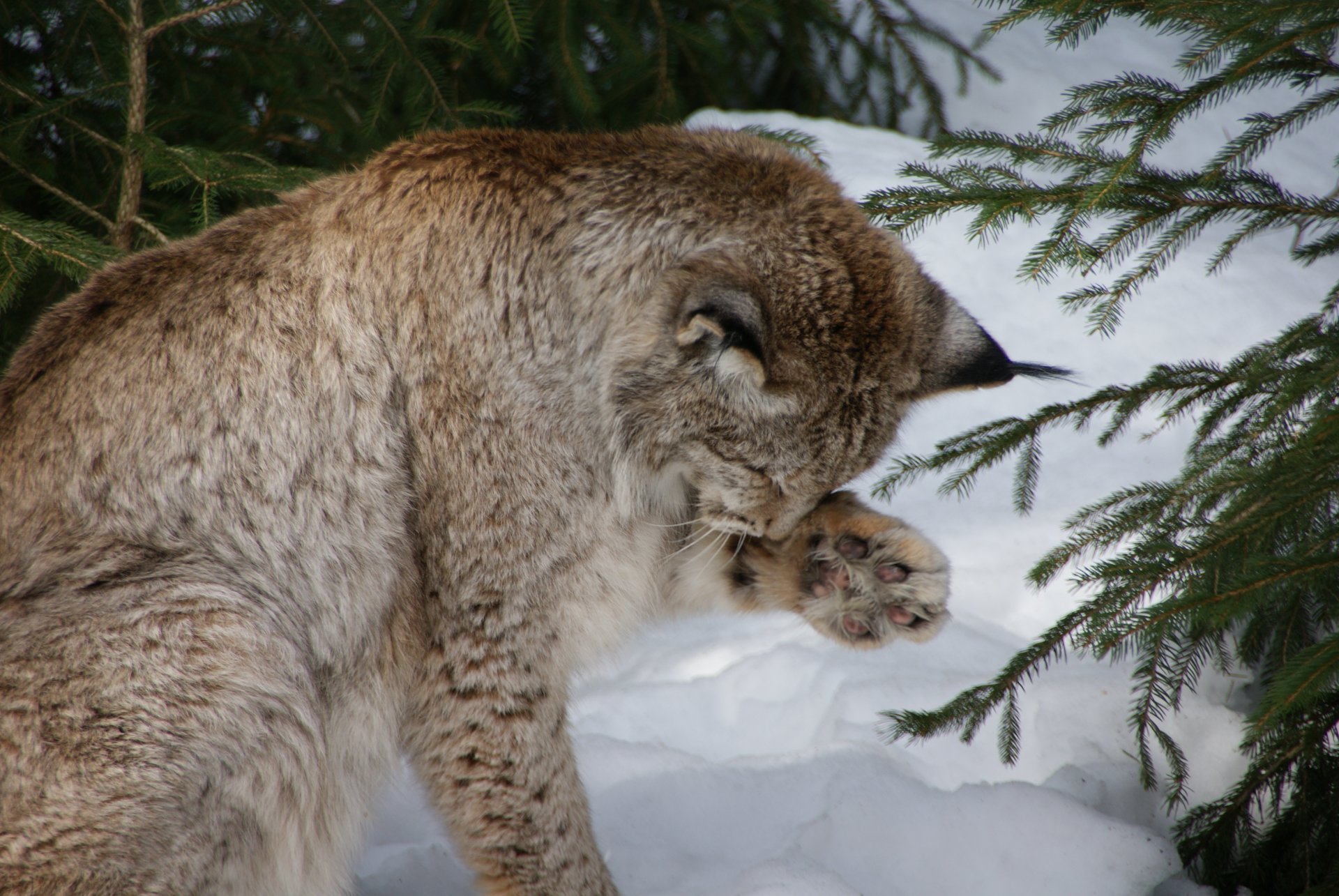 eurasian or the eurasian lynx lynx lynx washing self-care personal care to bring myself up commission toilet snow branch germany