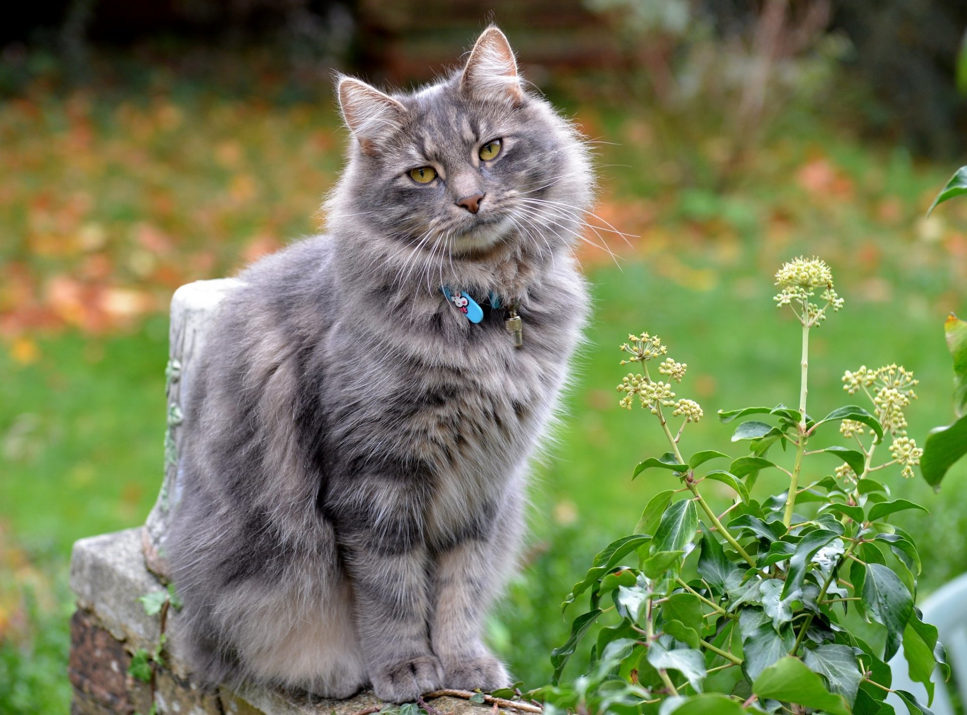 chat animal yeux regard oreilles collier assis