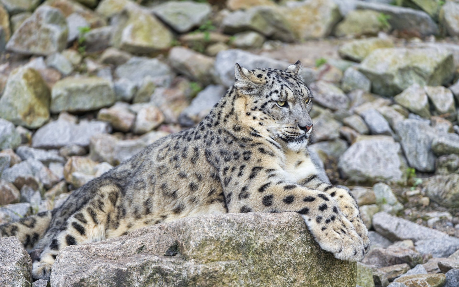 leopardo delle nevi irbis riposo pietra predatore