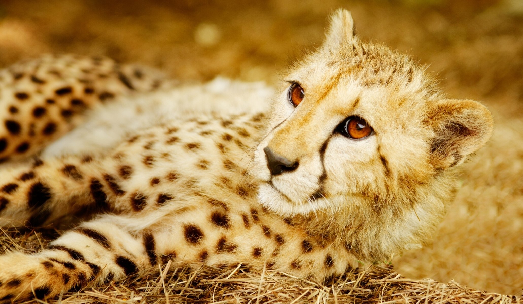 cheetah wild cat predator