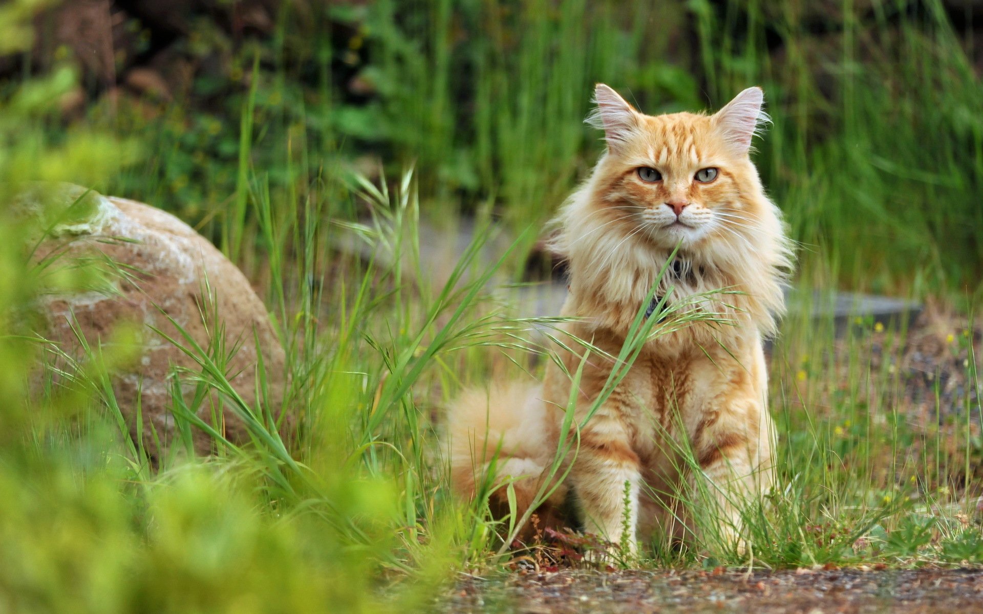 gato mirada naturaleza