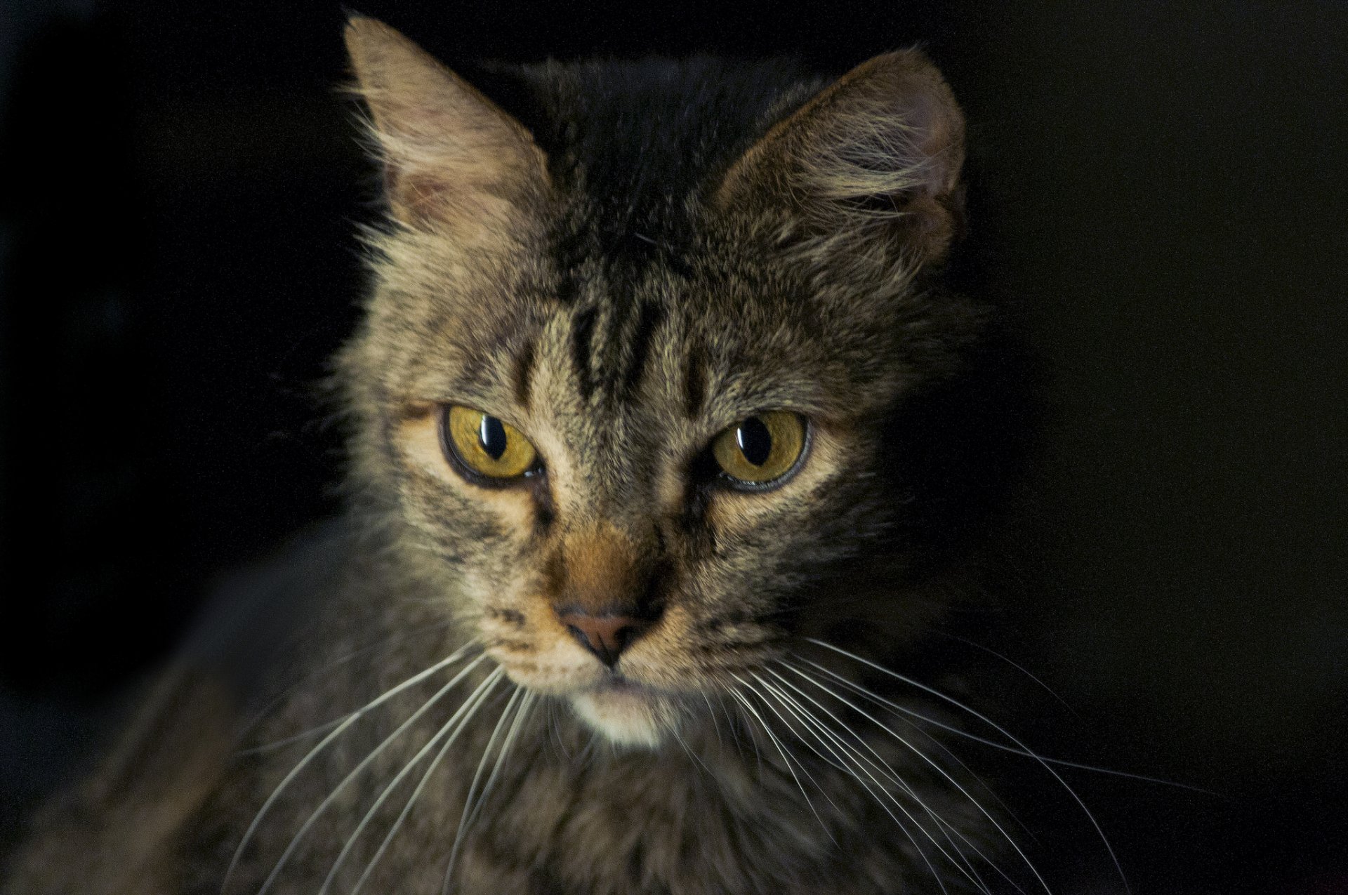 gato gris semidesnudo mirada