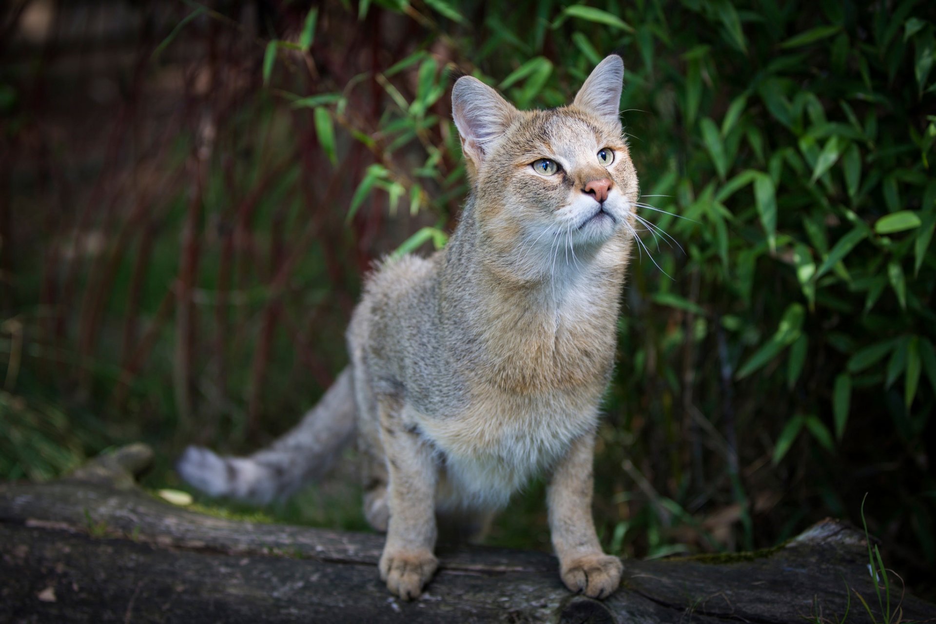 jungle cat cat wild reed