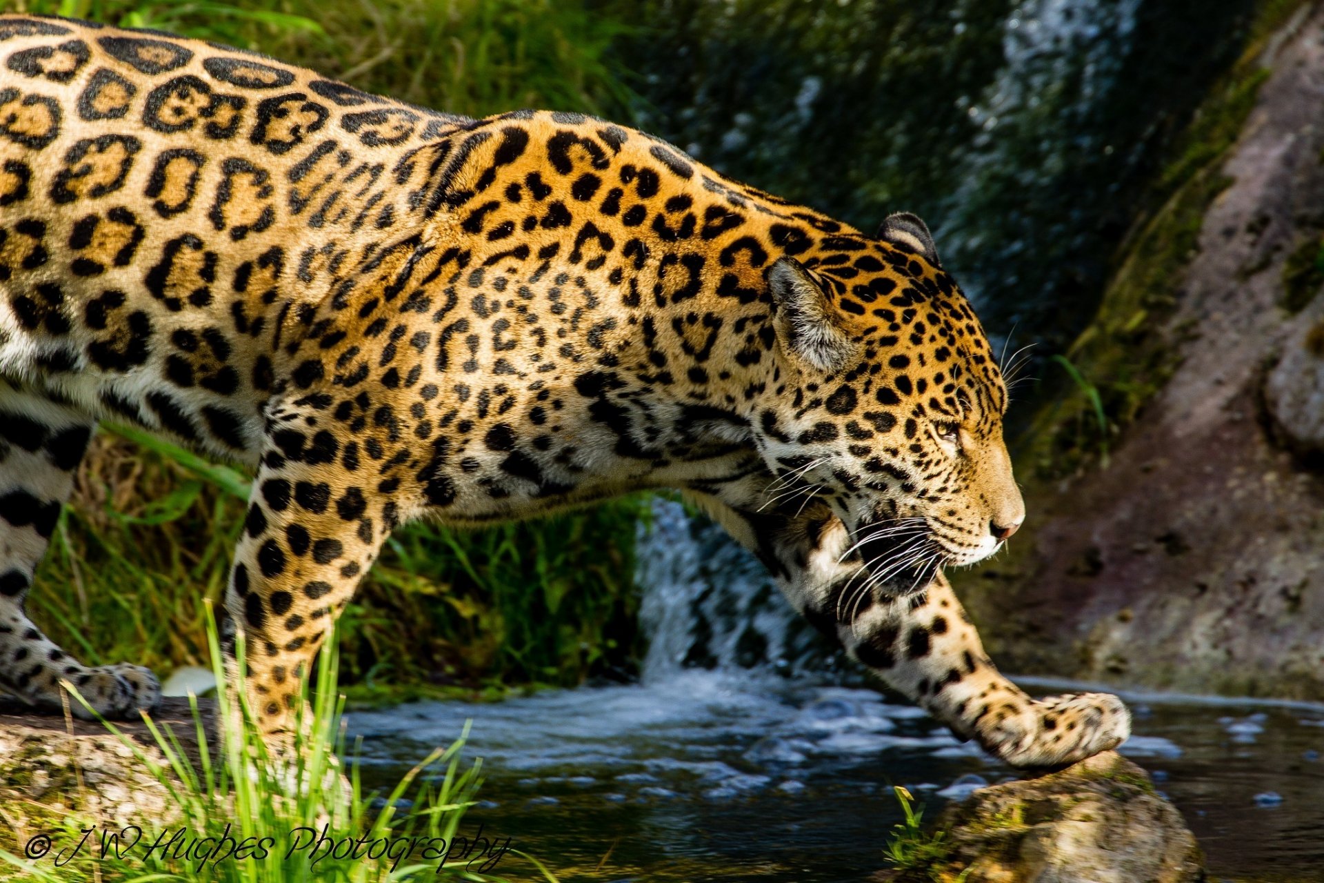 giaguaro gatto selvatico predatore macchie profilo passeggiata ruscello