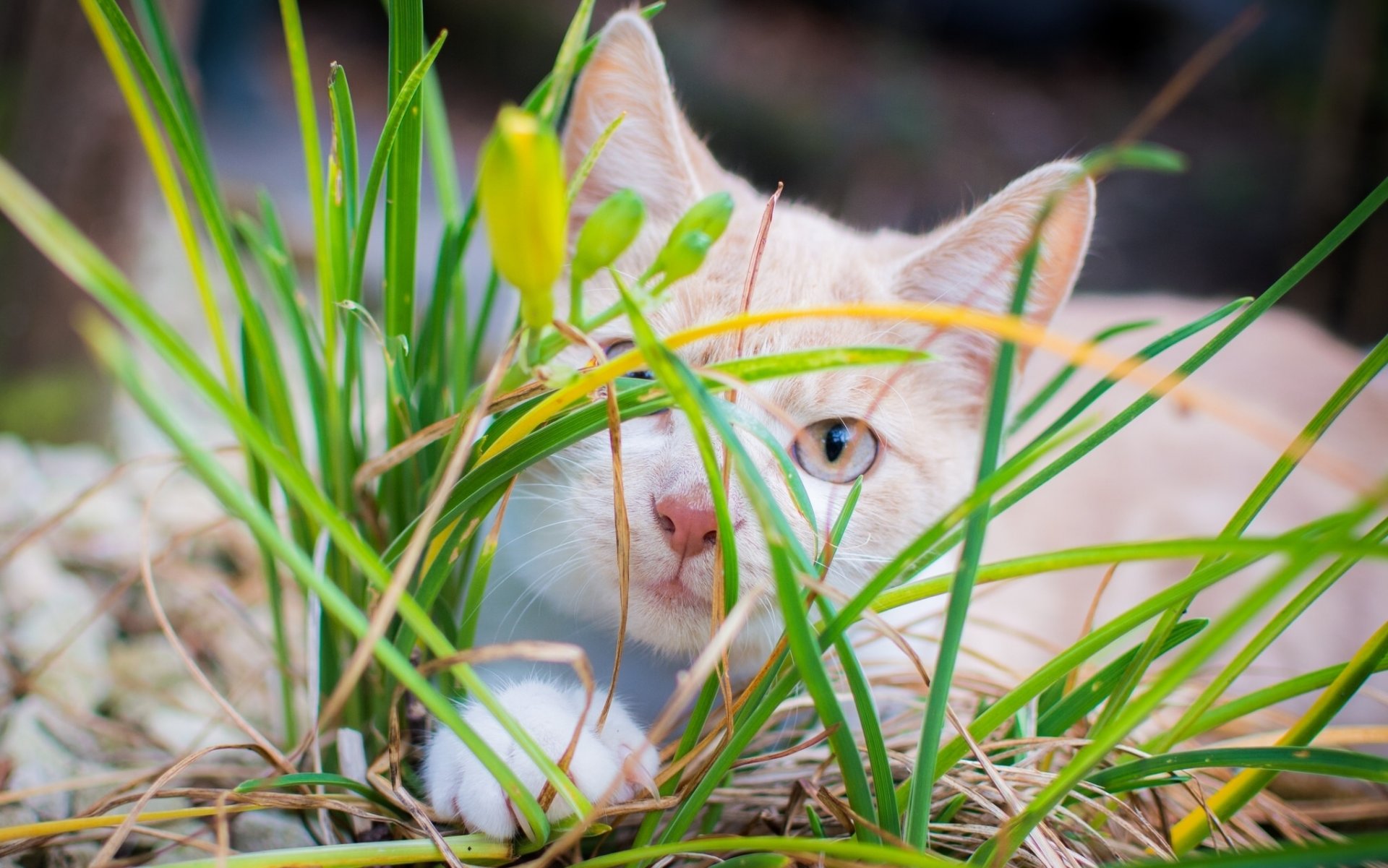 chat herbe