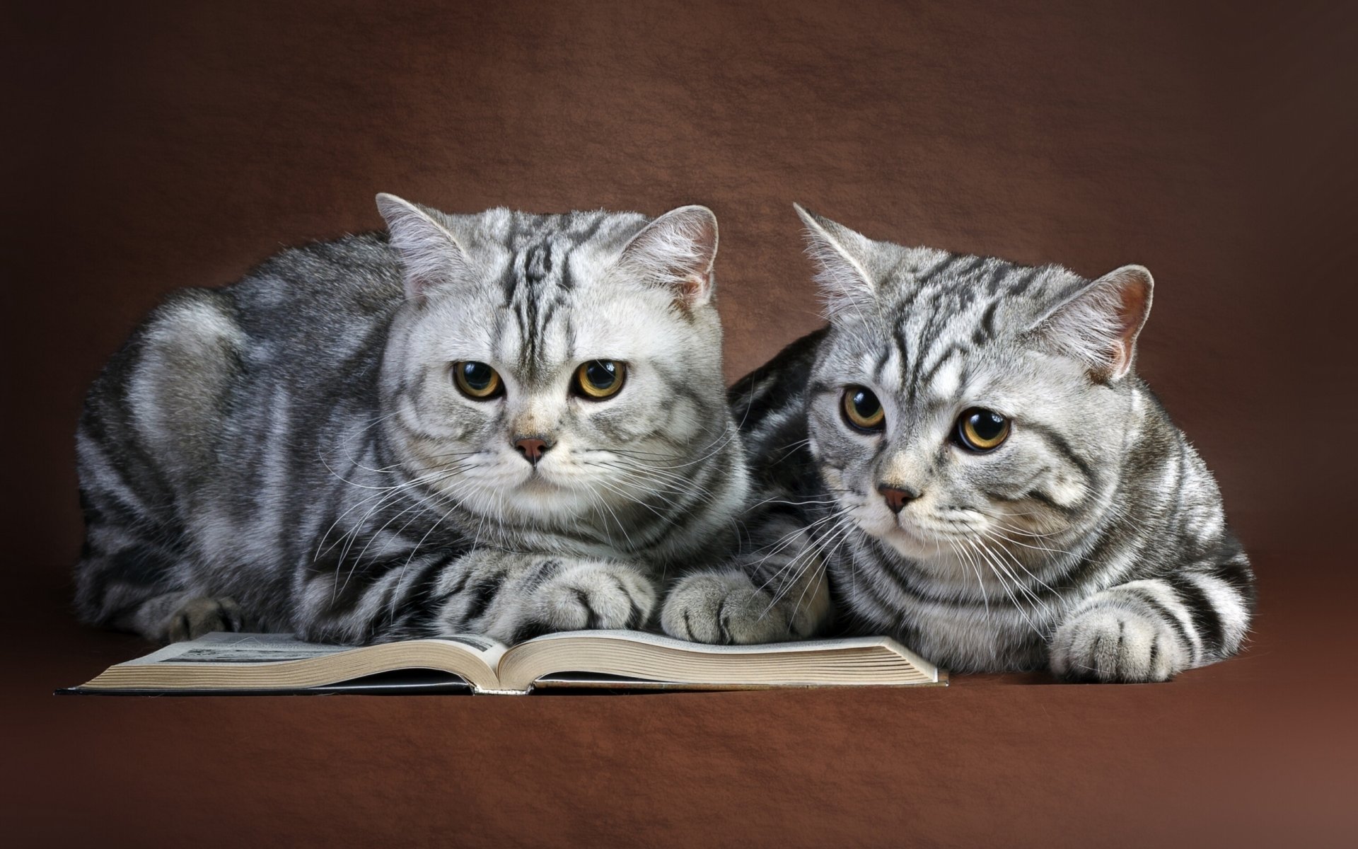 gatos pareja libro