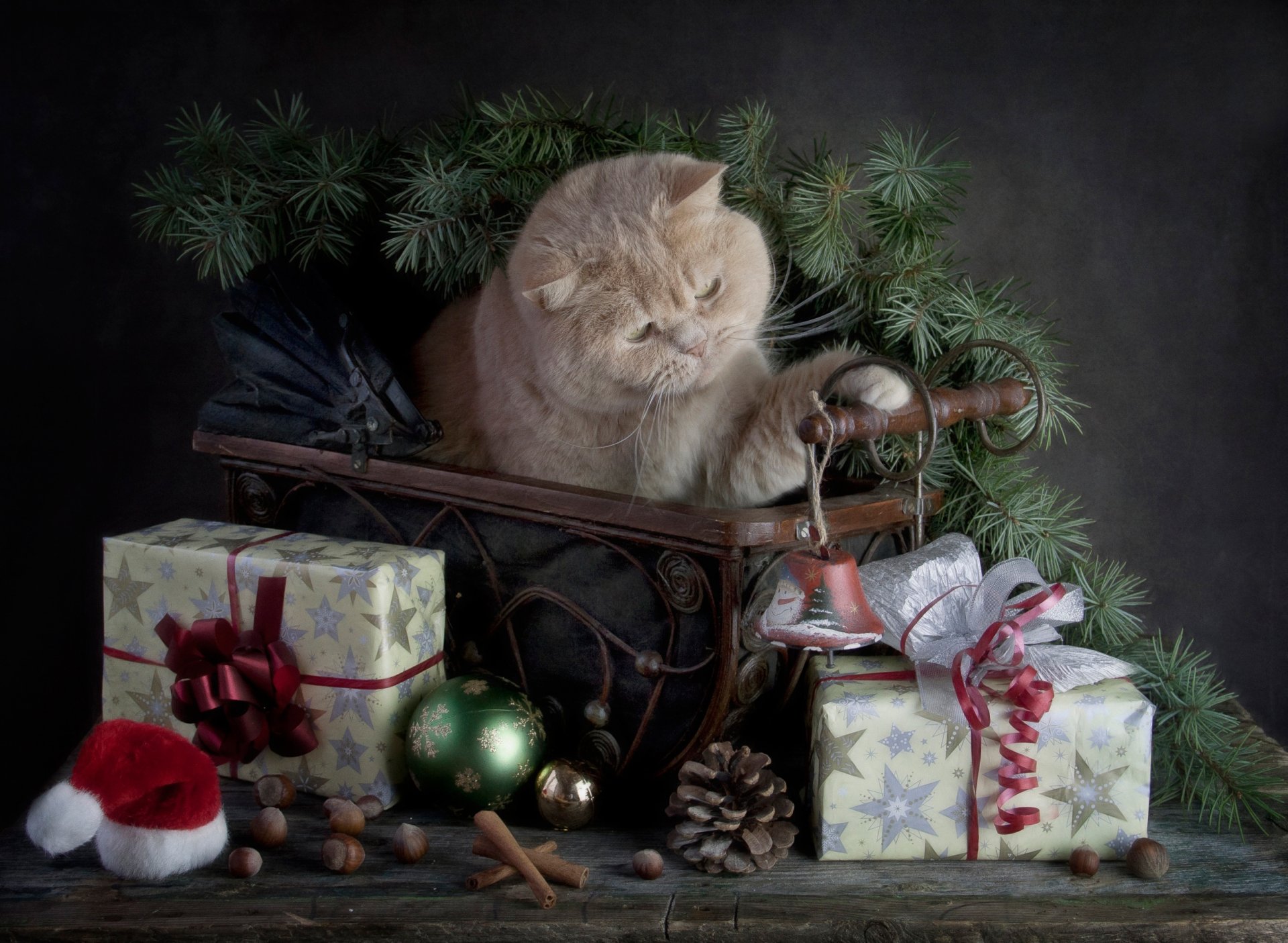 merry christmas with a holiday cat gift