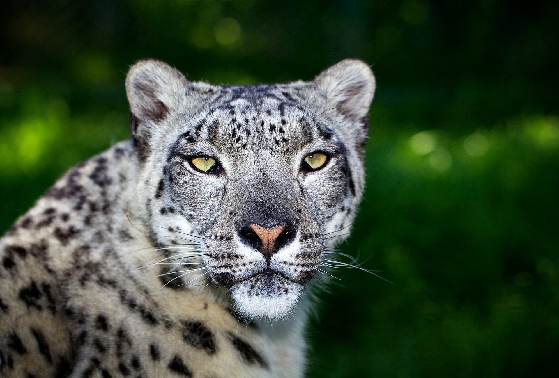 raubtier leopard schnauze katze wild grün