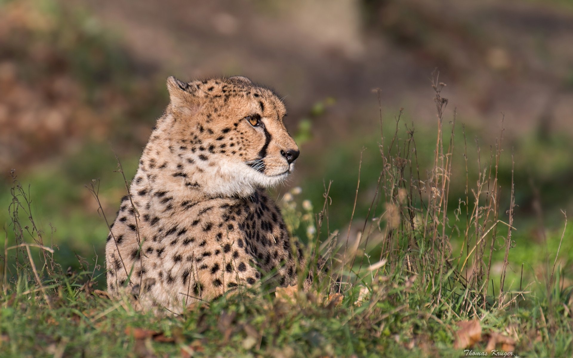 ghepardo gatto selvatico predatore ritratto erba