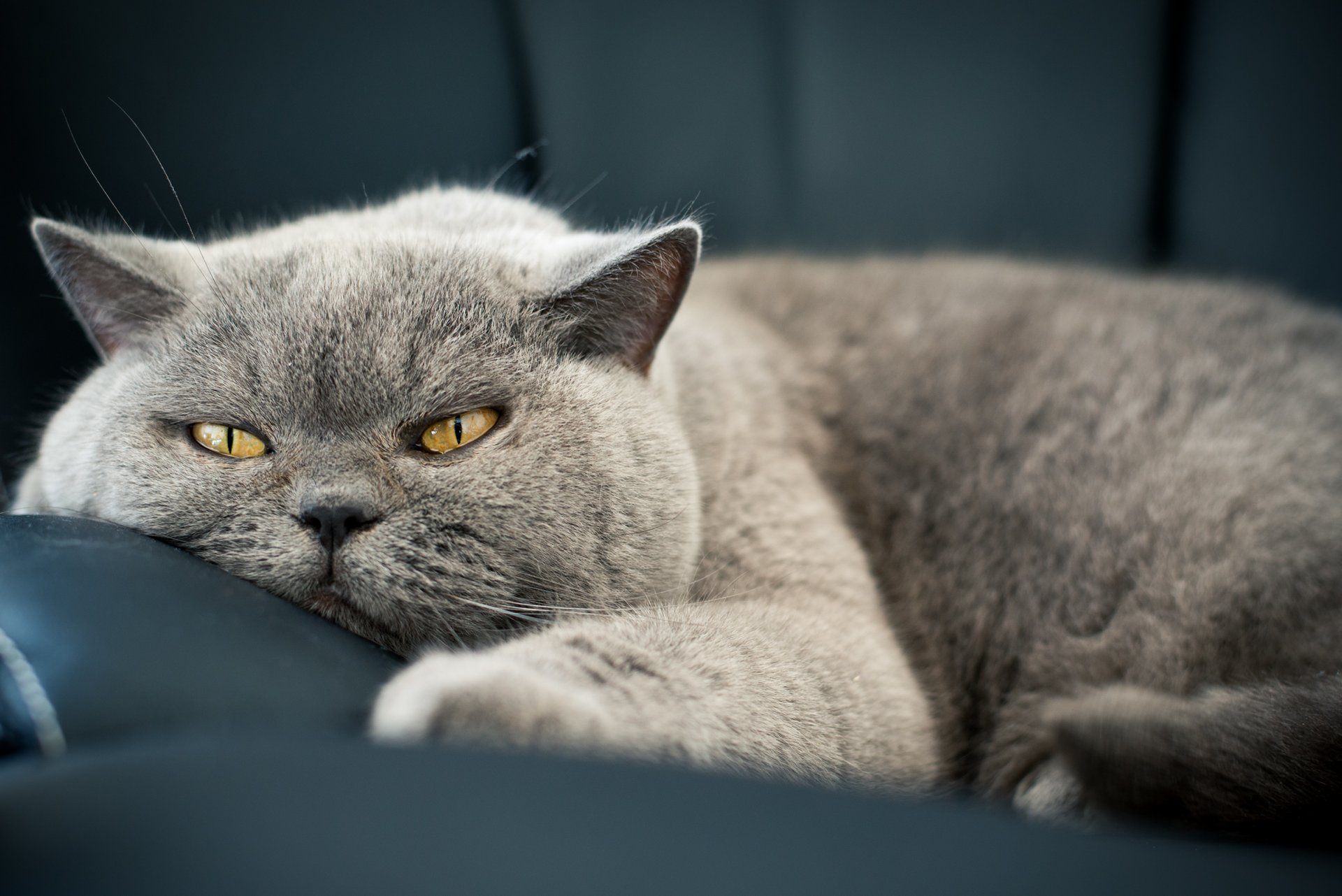 katze katze katze augen wolle schnauze blick